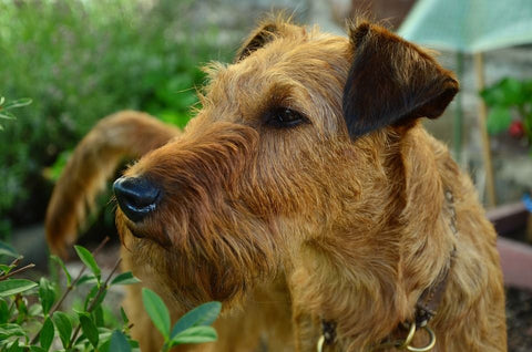 Irish Dog Breeds