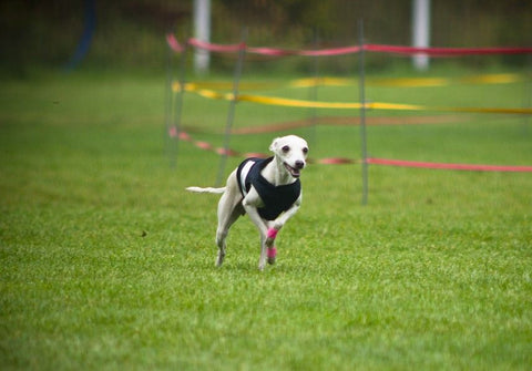 Italian Greyhound dog crate size