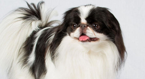 Japanese Chin - Fun Facts and Crate Size