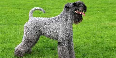 Kerry Blue Terrier - Fun Facts and Crate Size