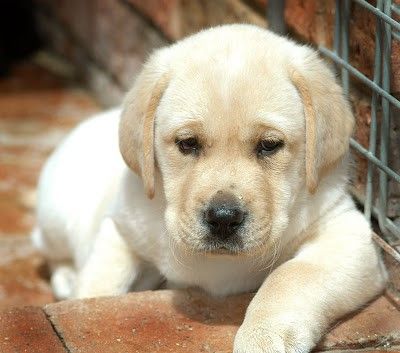Labrador Retriever dog crate size