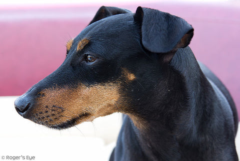 Manchester Terrier - Fun Facts and Crate Size
