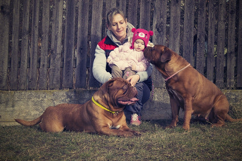 Mastiff Dog Crate Size