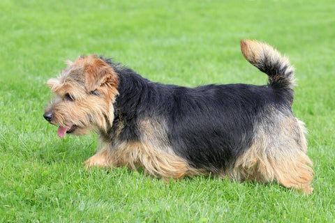 Norfolk Terrier dog crate size