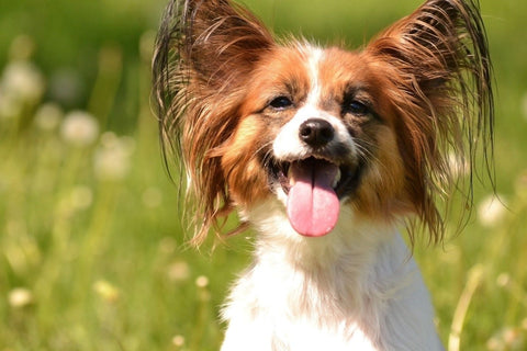 Papillon dog crate size