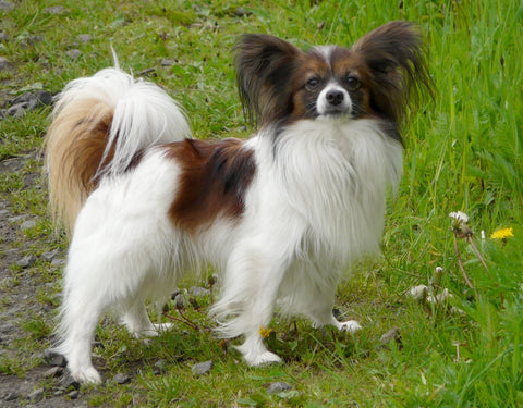 Papillon - Fun Facts and Crate Sizes