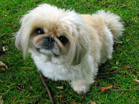 Pekingese - Fun Facts and Crate Size