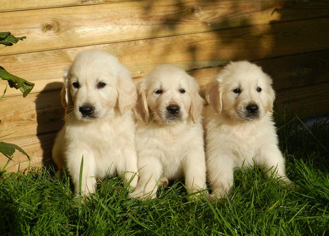 pet crate dividers