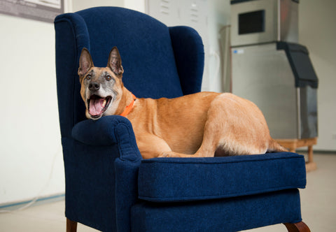 Pet Crate Table 