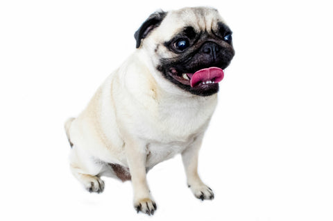Pug Fun Facts and Crate Size
