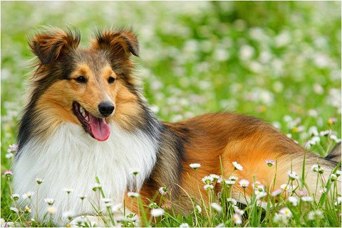 Shetland Sheepdog dog crate size