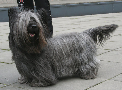 Skye Terrier - Fun Facts and Crate Size