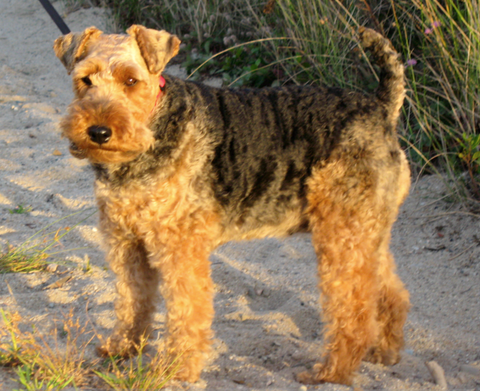 Welsh Terrier - Fun Facts and Crate Size
