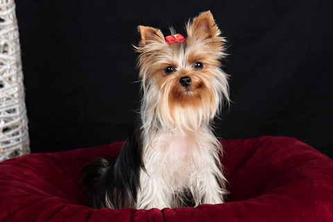 Yorkshire Terrier