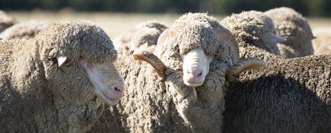merino wool is good for the environment