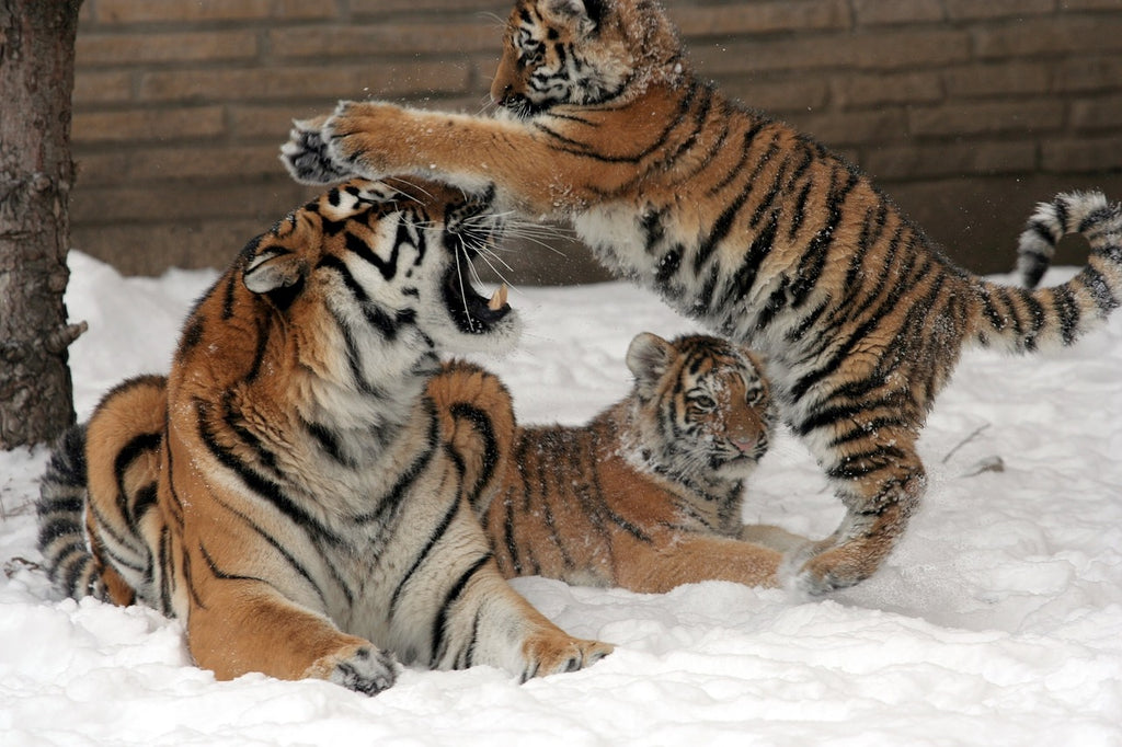 pet tiger