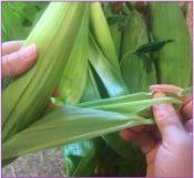 Grilled Corn on the Cob 1