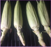 grilled Corn on the cob 5