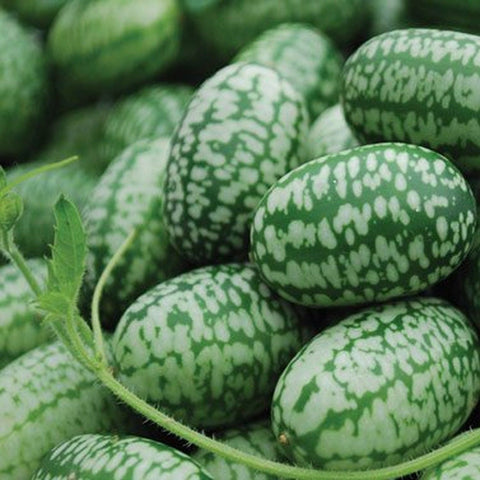 Mexican Miniature Watermelon Seeds Organic 'Cucamelon' Mini Sour Gherkin See... - Chickadee Solutions