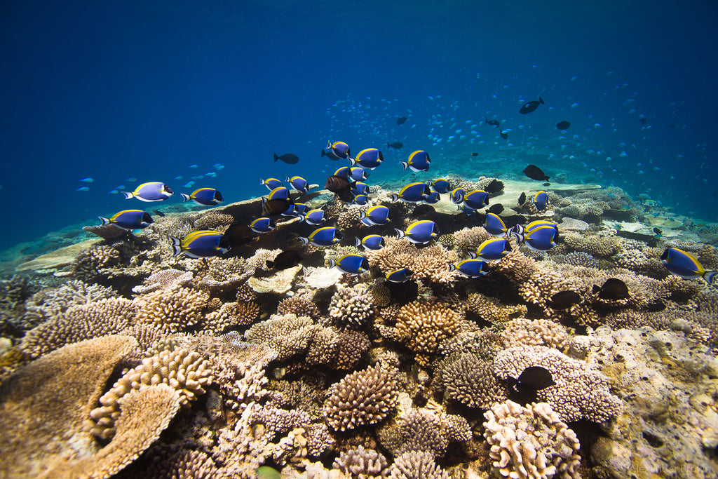 You can still find healthy coral reefs away from resorts and local islands