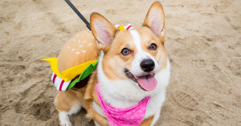 Corgi-Beach-Day-April-2018-Make-Yours-Stand-Out