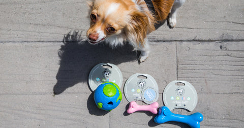 Healthy-Spot-Earth-Day-Eco-Friendly-Products-Planet-Dog