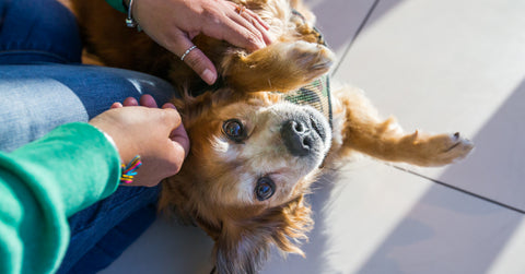 Ways-To-Pamper-Your-Pup-Rub-Their-Paws-To-Make-Them-Happy-And-Trusting