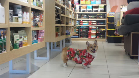 Corgi Beach Day 2016