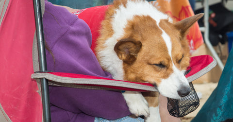 Corgi-Beach-Day-April-2018-Stake-Out-A-Spot