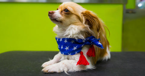 Stars-And-Stripes-Grooming-Special-Add-On-Dog-Groom-Salon-Special
