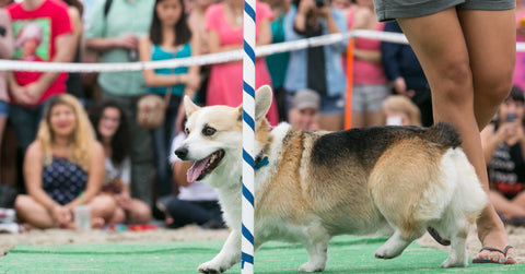 Corgi-Beach-Day-April-2018-Set-Up-A-Schedule