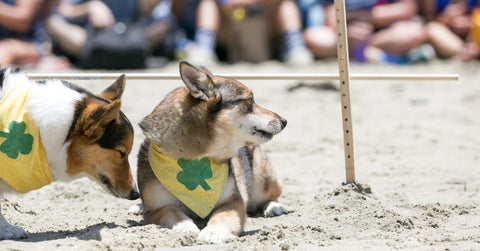 Corgi-Beach-Day-April-2018-Bandannas-Healthy-Spot