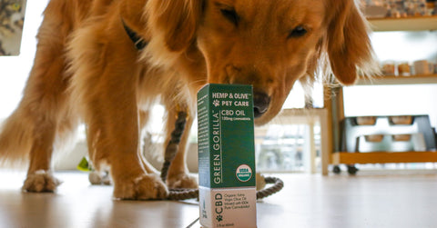 hemp-Oil-For-Cats-and-Dogs
