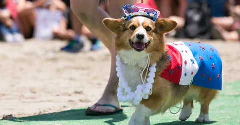 Corgi-Beach-Day-Costume