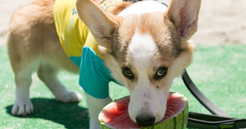 Healthy-Spot-Corgi-Beach-Day-Puppy