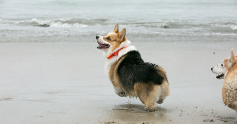 Healthy-Spot-Corgi-Beach-Day-Dog