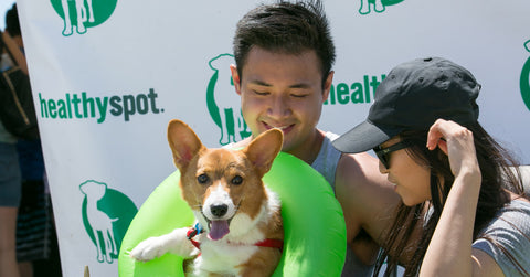 Corgi-Beach-Day-With-Healthy-Spot