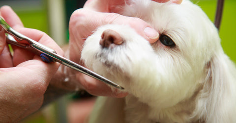 Healthy-Spot-Grooming-Careful-Trim