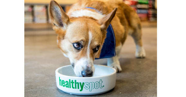 Healthy-Spot-Water-Bowl-For-Dogs