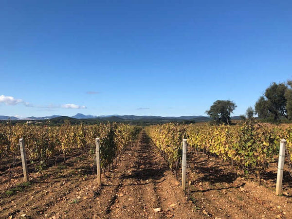 Organic vineyards at Chateau Leoube