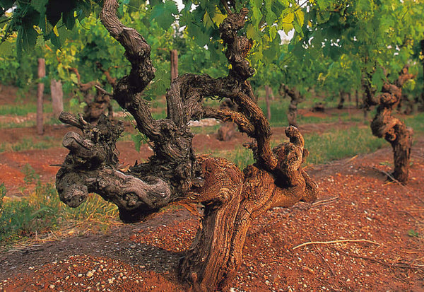 Wines for yachts old vines in Australia