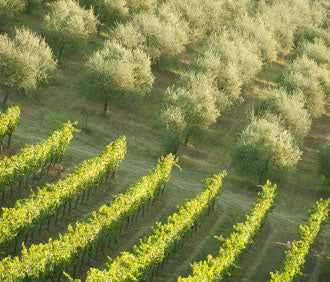 olive-grove-wineyard