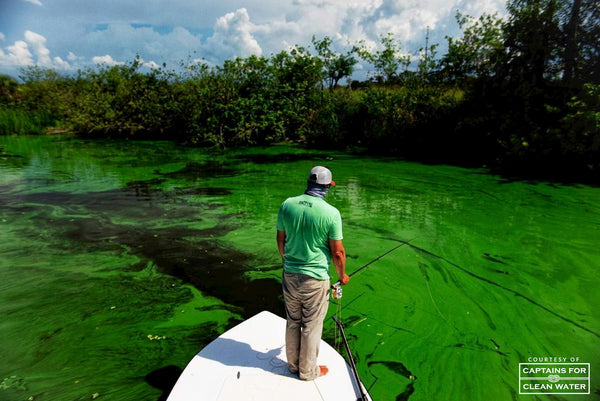 Toxic Blue Green Algae in Florida Waterway - 4ocean Everglades Bracelet