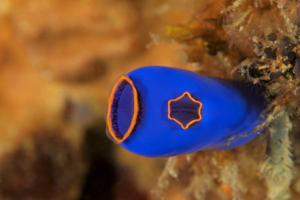 Sea Squirt on Reef