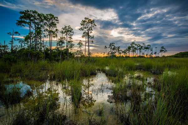 Everglades "River of Grass" - 4ocean Everglades Bracelet