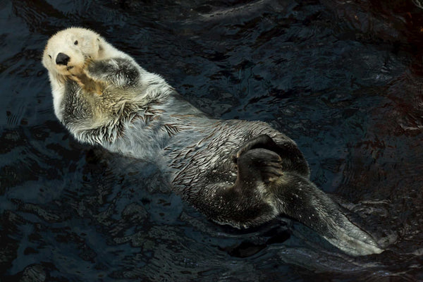 Southern Sea Otter enjoys a rest on the surface - 4ocean Sea Otter Bracelet