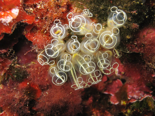 Sea Squirts on Rock