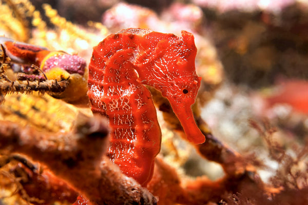 Pacific Seahorse on Coral - Project Seahorse - 4ocean Seahorse Bracelet - Ocean Bracelet