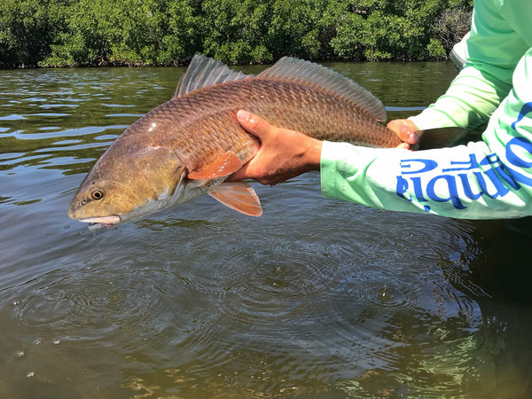 Angler Releases a Florida Redfish - 4ocean Everglades Bracelet - Captains For Clean Water