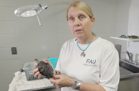 Dr. Jeanette Wynekan from the FAU Marine Research Lab Talks about Sea Turtle Research